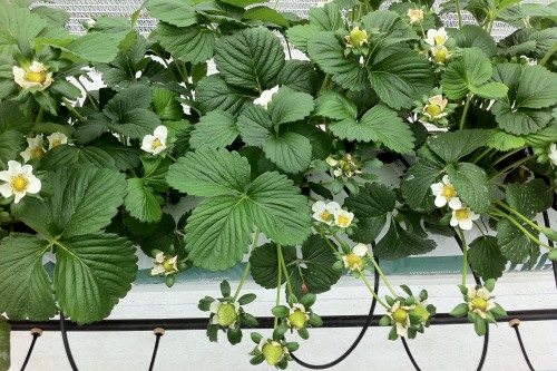 Driscoll's Lusa strawberries - image: Haygrove