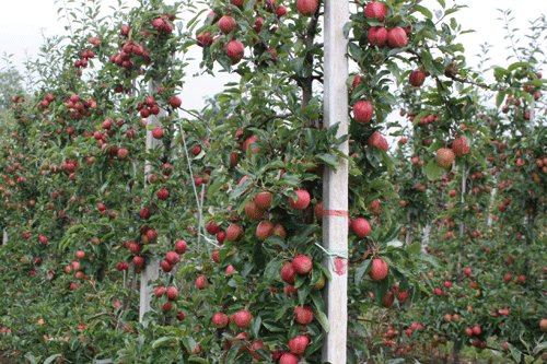 Fruit trees - Intensive care | Horticulture Week