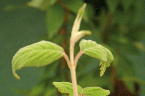 Viburnum plicatum 'Kilimandjaro' - image: HW