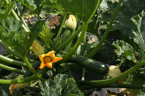 field-grown courgettes - image:HW
