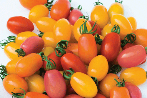Tomato Rainbow Blend - image: T&M