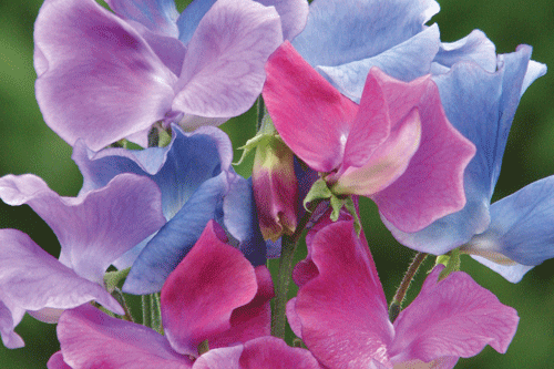 Sweet Pea 'Blue Shift' - image: T&M