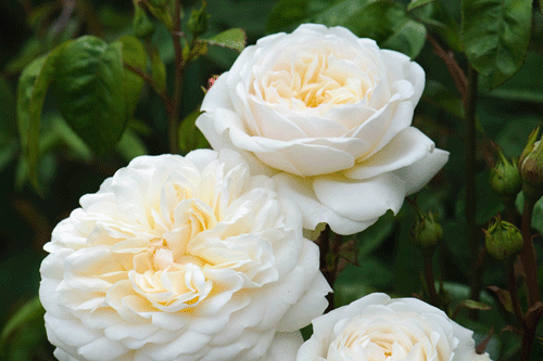Rose 'Tranquillity' - image: David Austin Roses