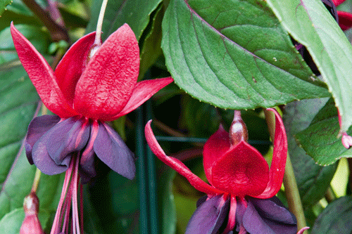 Climbing Fuchsia 'Lady in Black' - image: Thompson & Morgan