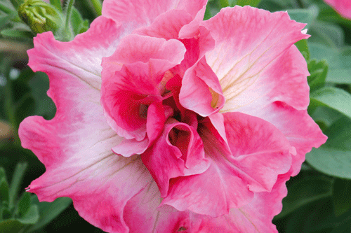 Cascading Petunia 'Martha Washington' - image: Thompson & Morgan