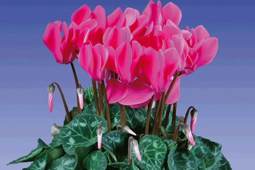 Cyclamen - 'Super Serie Allure' F1 - image: Floripro Services
