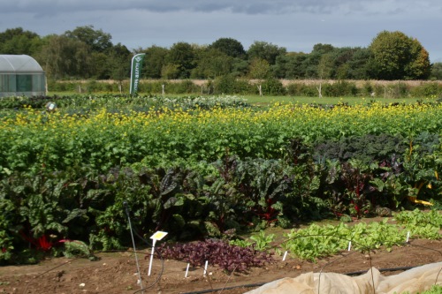 Tozer Seeds trial ground - image:HW