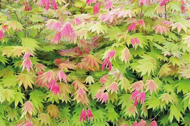 Acer shirasawanum 'Munn 001'