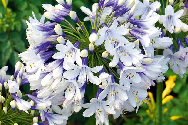 Agapanthus 'Twister' - image: HTA