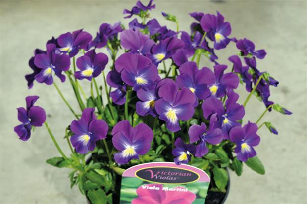 Viola 'Martini' - image: Alpha Plants