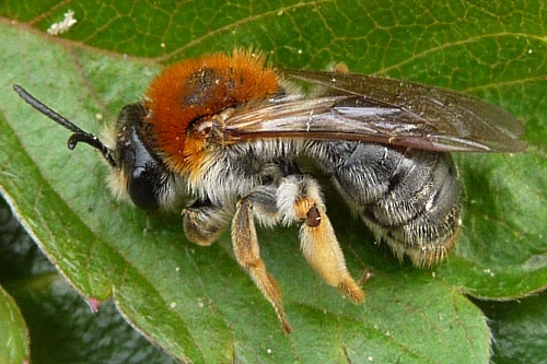 Early mining bee (Andrena haemorrhoa) - image:Gail Hampshire