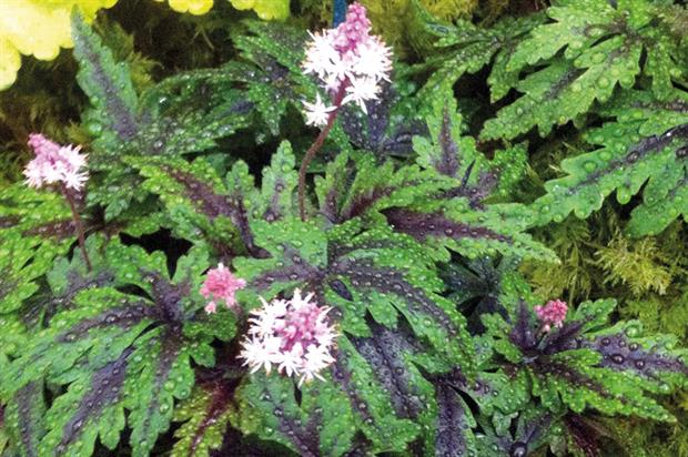 Tiarella 'Angel Wings' - image: Seiont Nurseries
