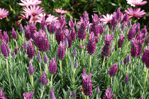 Lavandula 'Antibes' - image: Darby Nursery Stock