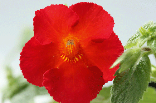 Achimenes 'Caligula' - image: Dibleys Nurseries