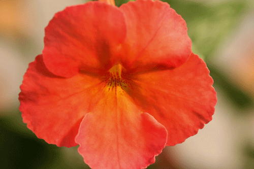 A. 'Sweet and Sour' - image: Dibleys Nurseries