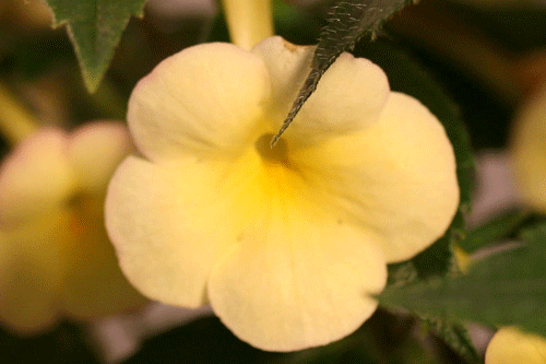 Achimenantha 'Himalayan Sunrise' - image: Dibleys Nurseries