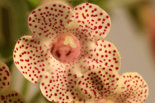 Kohleria 'HCY's Jardin de Monet' - image: Dibleys Nurseries