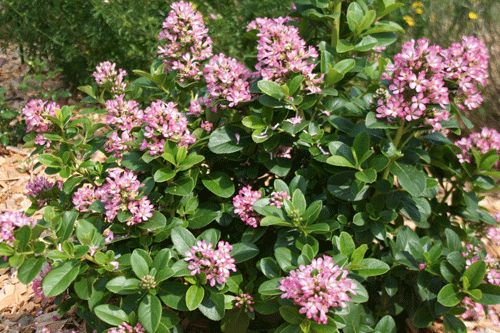 Escallonia 'Pink Elle' - image: Provar