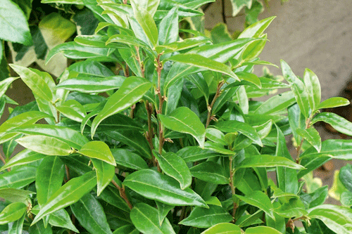 Sarcococca 'Winter Gem' - image: Provar