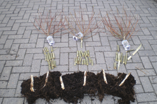 Wyevale East lost nine willows in sampling. Image: Wyevale East