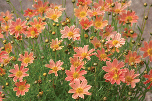 Coreopsis verticillata 'Sweet Marmalade' - image: Blooms of Bressingham