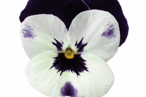 Viola cornuta Deltini 'cuty' - image: Syngenta Floripro