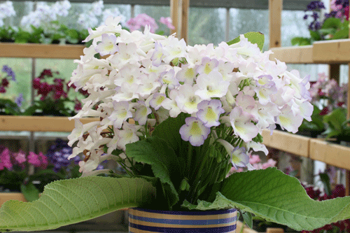 Streptocarpus 'Sweet Melys' - image: Dibleys Nurseries