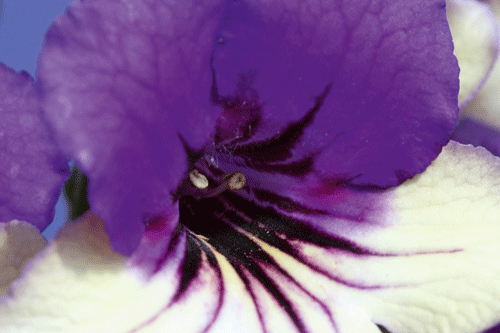 Streptocarpus 'Harlequin Purple' - image: Dibleys Nurseries