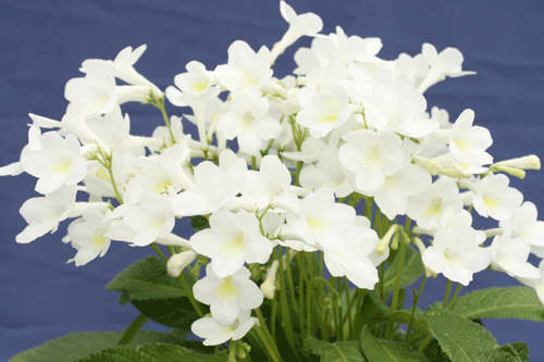 Streptocarpus 'Pearl' - image: Dibleys Nurseries