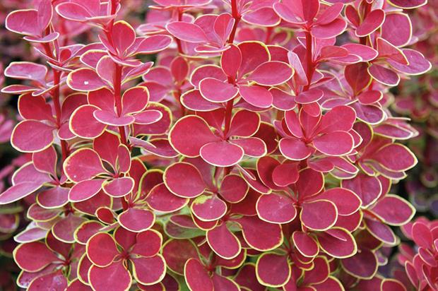 Berberis thunbergii 'Orange Sunrise'