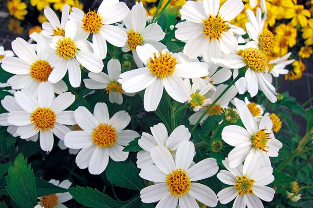 Bidens 'Moonlight' - image: Thompson & Morgan