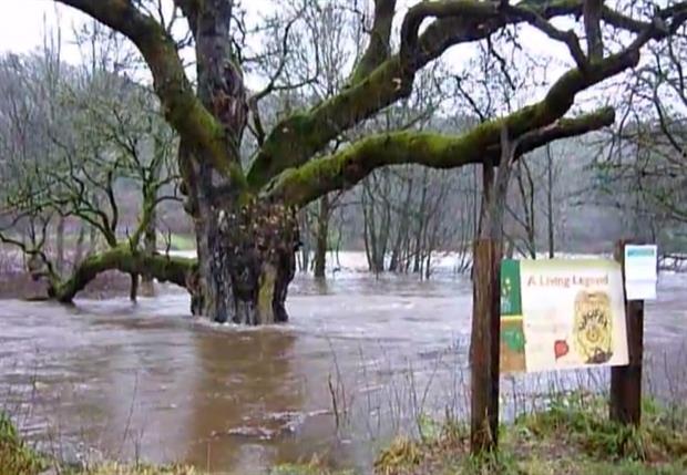 The Birnam Oak during last December's floods - image:PKCT