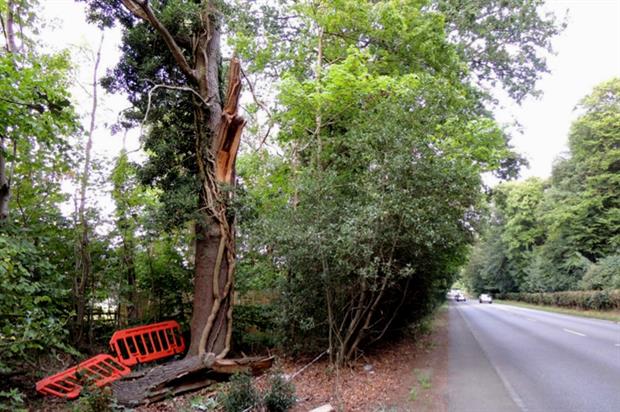 Image: Arboricultural Association