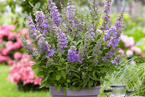Buddleja High Five Purple - image: Plantipp