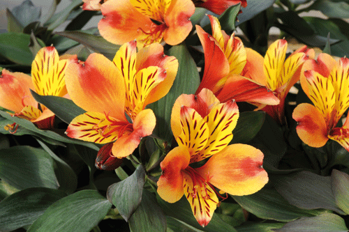 Alstroemeria 'Indian Summer' - image: Ball Colegrave
