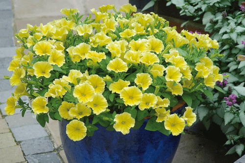 Petunia 'Designer Sundrops' - Ball Colegrave