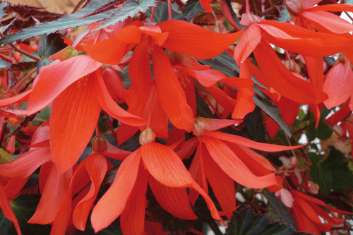 Begonia 'Million Kisses Temptation' - image: Ball Colegrave