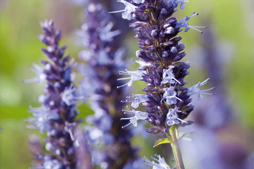 Agastache hybrid 'Astello Indigo' - image: Fleuroselect