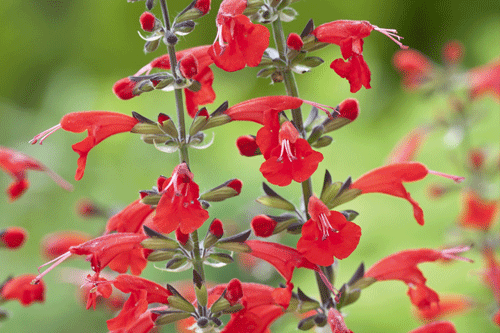 Salvia coccinea 'Summer Jewel Red' - image: Fleuroselect