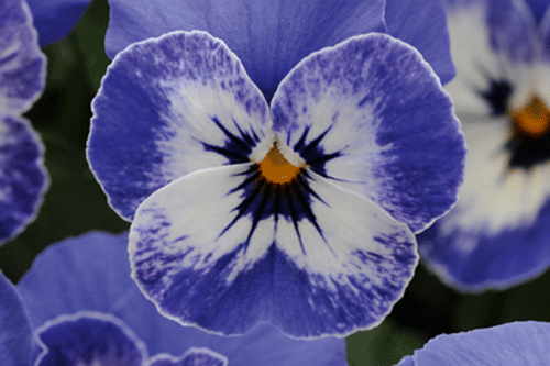 Viola cornuta 'Sorbet XP Delft Blue' - image: Fleuroselect