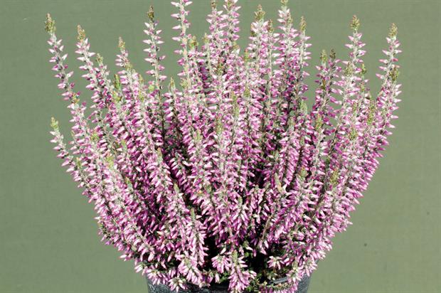 Calluna vulgaris ‘Lisann’ (Gardengirls) PBR