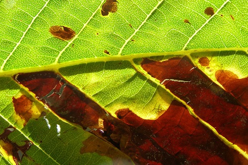 Horse chestnut leaf miner damage - image:Tristram Brelstaff