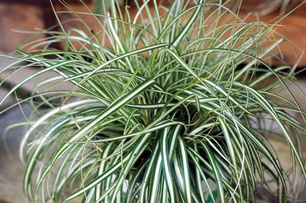 Carex oshimensis 'Everlite' (EverColor)