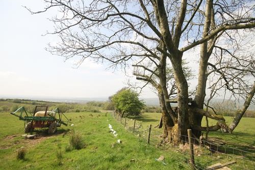 Image: Woodland Trust