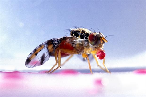 Ceratitis capitata - image:US Dept of Agriculture