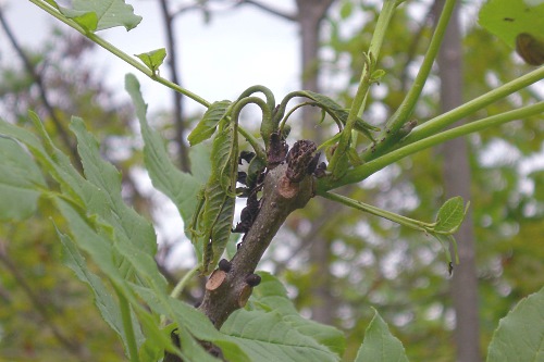 Branch infected with ash dieback - image:Forestry Commission