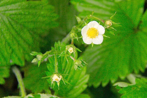 strawberry in flower - image: Don Schuetze
