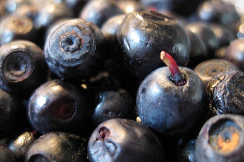 blueberries - image: Marijn de Vries Hoogerwerff