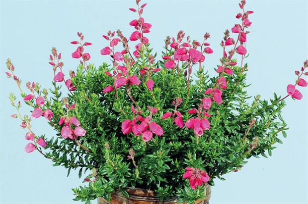 Daboecia cantabrica 'Angelina'