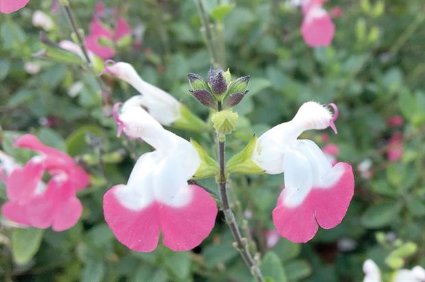 Salvia Pink Lips 'Jeremy' - image: Denis Plants
